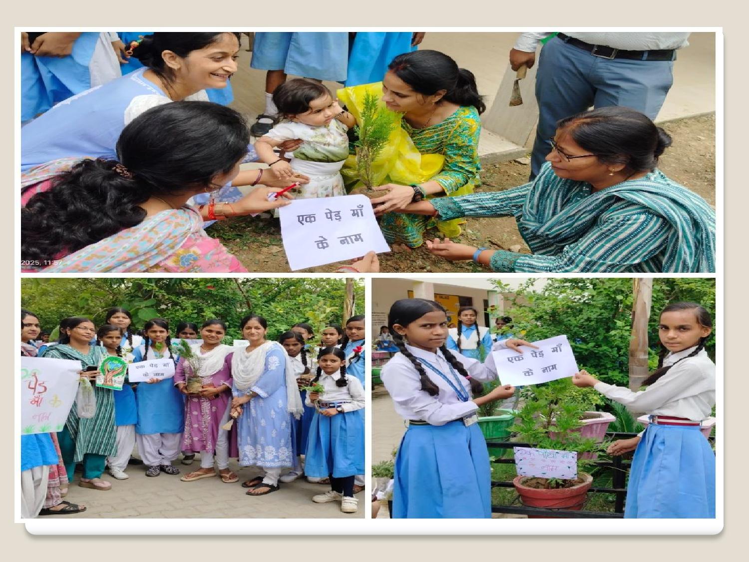 Tree Plantation 2